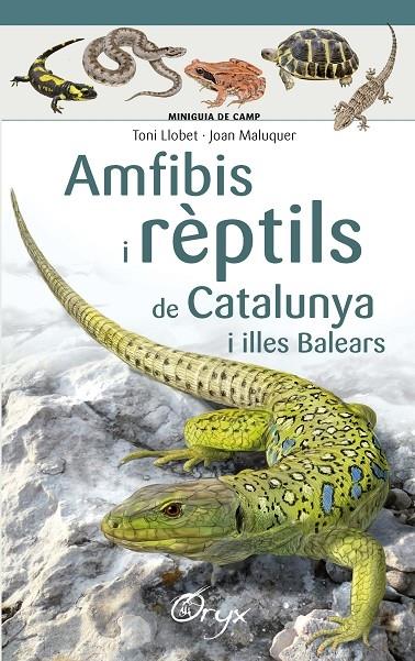 AMFIBIS I REPTILS DE CATALUNYA I ILLES BALEARS | 9788490346792 | TONI LLOBET / JOAN MALUQUER